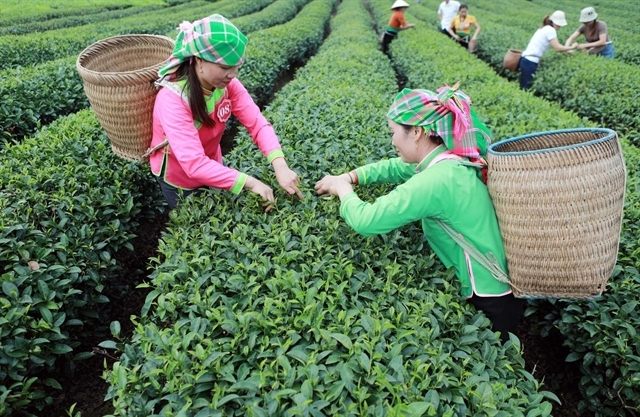 Vietnam is the eighth largest tea exporter in the world